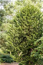 Araucaria araucana - Andentanne Araucaria araucana - Andentanne