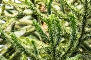 Araucaria araucana - Andentanne Araucaria araucana - Andentanne