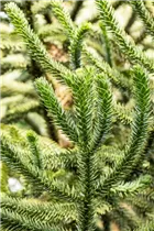 Araucaria araucana - Andentanne Araucaria araucana - Andentanne