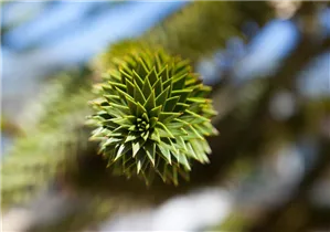 Araucaria araucana - Andentanne Araucaria araucana - Andentanne