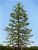 Araucaria araucana - Andentanne Araucaria araucana - Andentanne