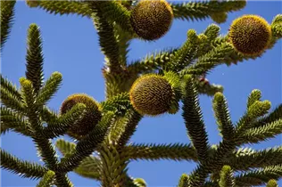 Araucaria araucana - Andentanne Araucaria araucana - Andentanne