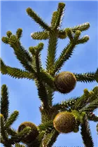 Araucaria araucana - Andentanne Araucaria araucana - Andentanne