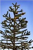 Araucaria araucana - Andentanne Araucaria araucana - Andentanne