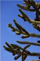 Araucaria araucana - Andentanne Araucaria araucana - Andentanne