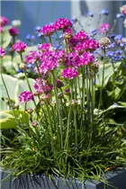 Armeria maritima 'Rosea' - Garten-Grasnelke 'Rosea'