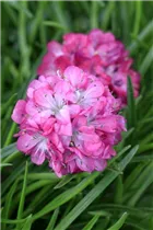 Armeria maritima 'Rosea' - Garten-Grasnelke 'Rosea'