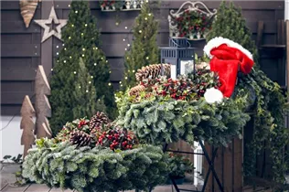 Gaultheria procumbens 'Macrocarpa' - Niedere Scheinbeere 'Macrocarpa' Gaultheria procumbens 'Macrocarpa' - Niedere Scheinbeere 'Macrocarpa'