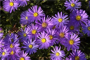 Aster amellus 'Breslau' - Garten-Sommer-Aster 'Breslau'
