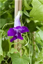 Asarina scandens - Felsenlöwenmäulchen Asarina scandens - Felsenlöwenmäulchen
