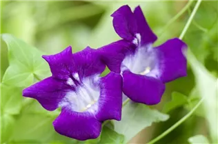 Asarina scandens - Felsenlöwenmäulchen Asarina scandens - Felsenlöwenmäulchen