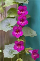 Asarina scandens - Felsenlöwenmäulchen Asarina scandens - Felsenlöwenmäulchen