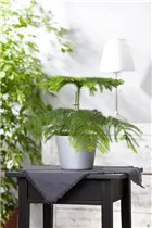 Araucaria heterophylla - Zimmertanne Araucaria heterophylla - Zimmertanne