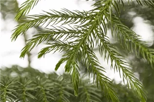 Araucaria heterophylla - Zimmertanne Araucaria heterophylla - Zimmertanne