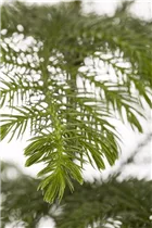 Araucaria heterophylla - Zimmertanne Araucaria heterophylla - Zimmertanne