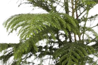 Araucaria heterophylla - Zimmertanne Araucaria heterophylla - Zimmertanne