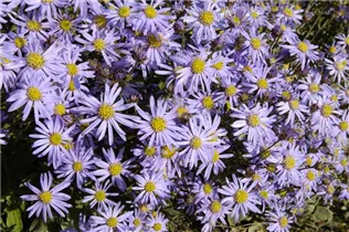 Aster amellus 'September Glory' - Garten-Sommer-Aster 'September Glory'