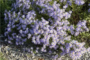 Aster amellus 'September Glory' - Garten-Sommer-Aster 'September Glory'
