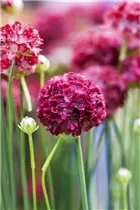 Armeria pseudarmeria 'Ballerina' - Breitblättrige Garten-Grasnelke 'Ballerina'