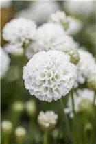 Armeria pseudarmeria 'Ballerina' - Breitblättrige Garten-Grasnelke 'Ballerina'