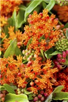 Asclepias curassavica - Amerika-Seidenpflanze Asclepias curassavica - Amerika-Seidenpflanze