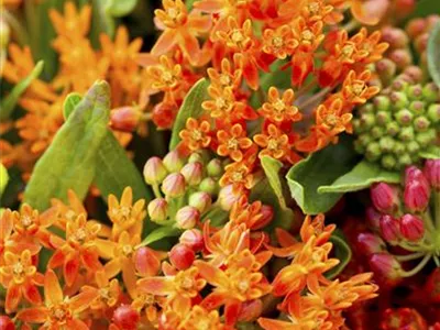 Asclepias curassavica - Amerika-Seidenpflanze Asclepias curassavica - Amerika-Seidenpflanze