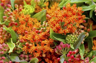 Asclepias curassavica - Amerika-Seidenpflanze Asclepias curassavica - Amerika-Seidenpflanze