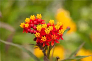 Asclepias curassavica - Amerika-Seidenpflanze Asclepias curassavica - Amerika-Seidenpflanze
