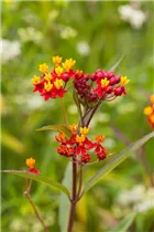 Asclepias curassavica - Amerika-Seidenpflanze Asclepias curassavica - Amerika-Seidenpflanze