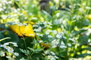 Arctanthemum arcticum - Grönlandmargerite Arctanthemum arcticum - Grönlandmargerite