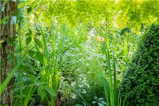 Arctanthemum arcticum - Grönlandmargerite Arctanthemum arcticum - Grönlandmargerite
