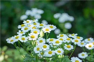 Arctanthemum arcticum - Grönlandmargerite Arctanthemum arcticum - Grönlandmargerite