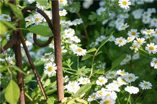 Arctanthemum arcticum - Grönlandmargerite Arctanthemum arcticum - Grönlandmargerite