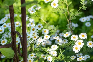Arctanthemum arcticum - Grönlandmargerite Arctanthemum arcticum - Grönlandmargerite