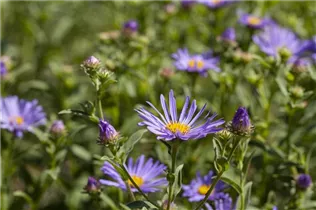 Aster amellus 'Sternkugel' - Garten-Sommer-Aster 'Sternkugel'