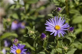 Aster amellus 'Sternkugel' - Garten-Sommer-Aster 'Sternkugel'