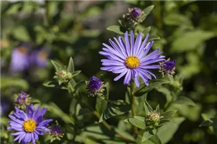 Aster amellus 'Sternkugel' - Garten-Sommer-Aster 'Sternkugel'