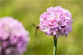 Armeria pseudarmeria 'Dreameria'® - Grasnelke 'Dreameria'® Armeria pseudarmeria 'Dreameria'® - Grasnelke 'Dreameria'®