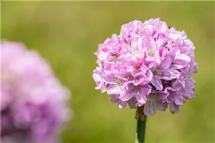 Armeria pseudarmeria 'Dreameria'® - Grasnelke 'Dreameria'® Armeria pseudarmeria 'Dreameria'® - Grasnelke 'Dreameria'®