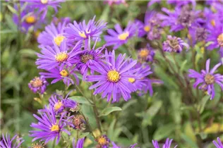 Aster amellus 'Veilchenkönigin' - Garten-Sommer-Aster 'Veilchenkönigin'
