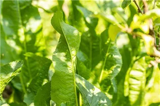 Armoracia rusticana - Gewöhnlicher Meerrettich