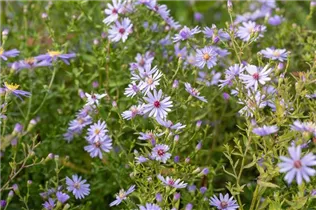 Aster cordifolius 'Little Carlow' - Garten-Schleier-Aster 'Little Carlow'