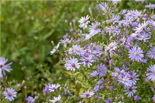 Aster cordifolius 'Little Carlow' - Garten-Schleier-Aster 'Little Carlow'