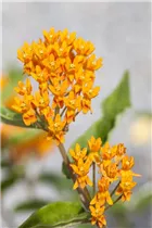 Asclepias tuberosa - Knollige Seidenpflanze Asclepias tuberosa - Knollige Seidenpflanze