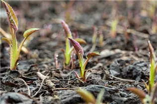 Aster cordifolius 'Silver Spray' - Garten-Schleier-Aster 'Silver Spray'