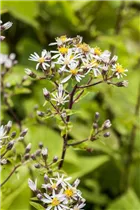 Aster divaricatus - Sperrige Aster