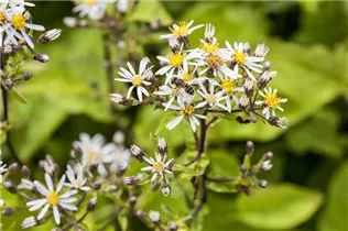 Aster divaricatus - Sperrige Aster