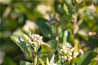 Aronia melanocarpa 'Aron' - Apfelbeere 'Aron' Aronia melanocarpa 'Aron' - Apfelbeere 'Aron'