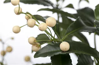 Ardisia crenata - Gekerbte Spitzblume