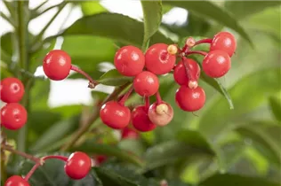 Ardisia crenata - Gekerbte Spitzblume